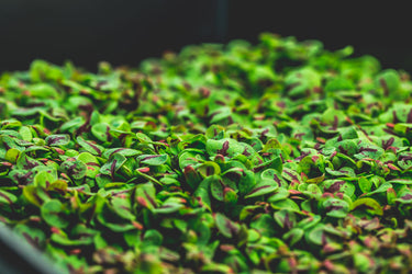 Microgreens